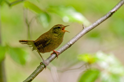 NVS Lyss: Frühexkursion mit Morgenessen
