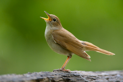 Natur- und Vogelschutz Lyss